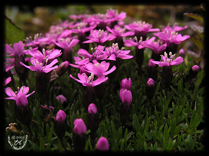 external image Fjellsmelle1.jpg