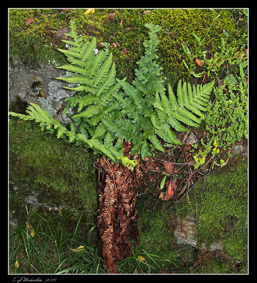 Ormetelg (Dryopteris filix-mas)