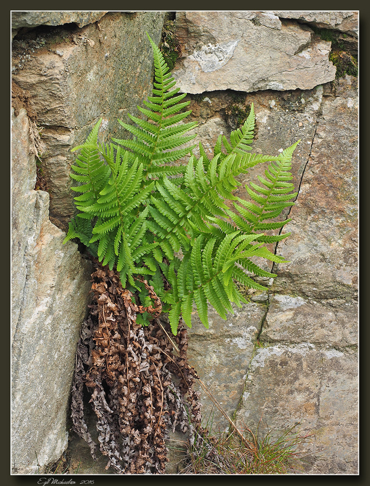 Ormetelg (Dryopteris filix-mas)