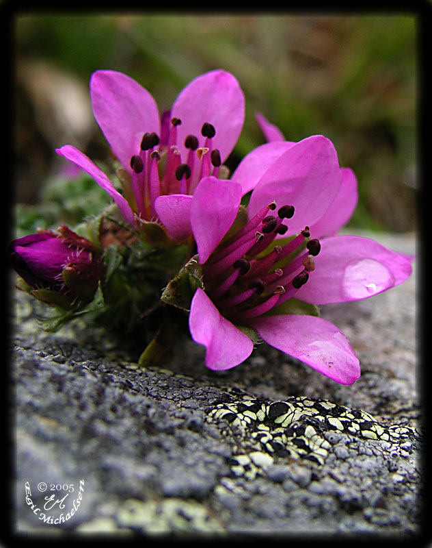 Foto: Egil Michaelsen