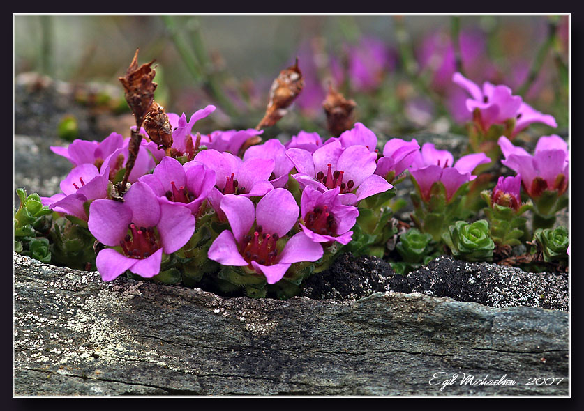 Foto: Egil Michaelsen