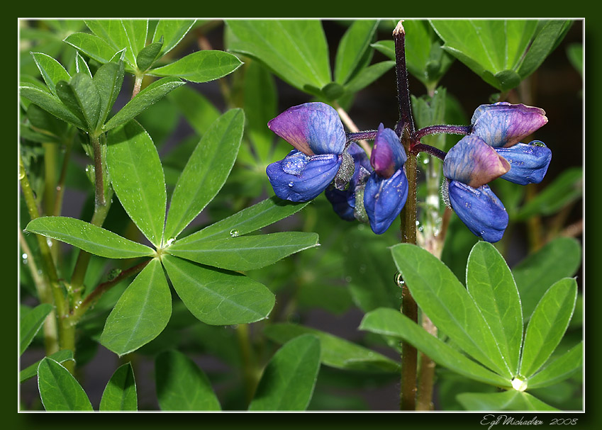 Sandlupin (Lupinus nootkatensis)