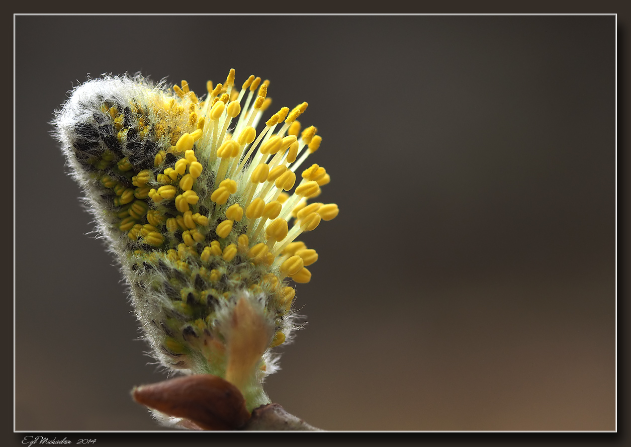 Selje (Salix caprea)