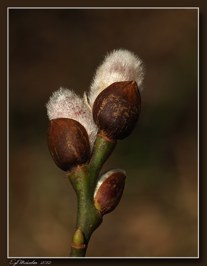 Selje (Salix caprea)