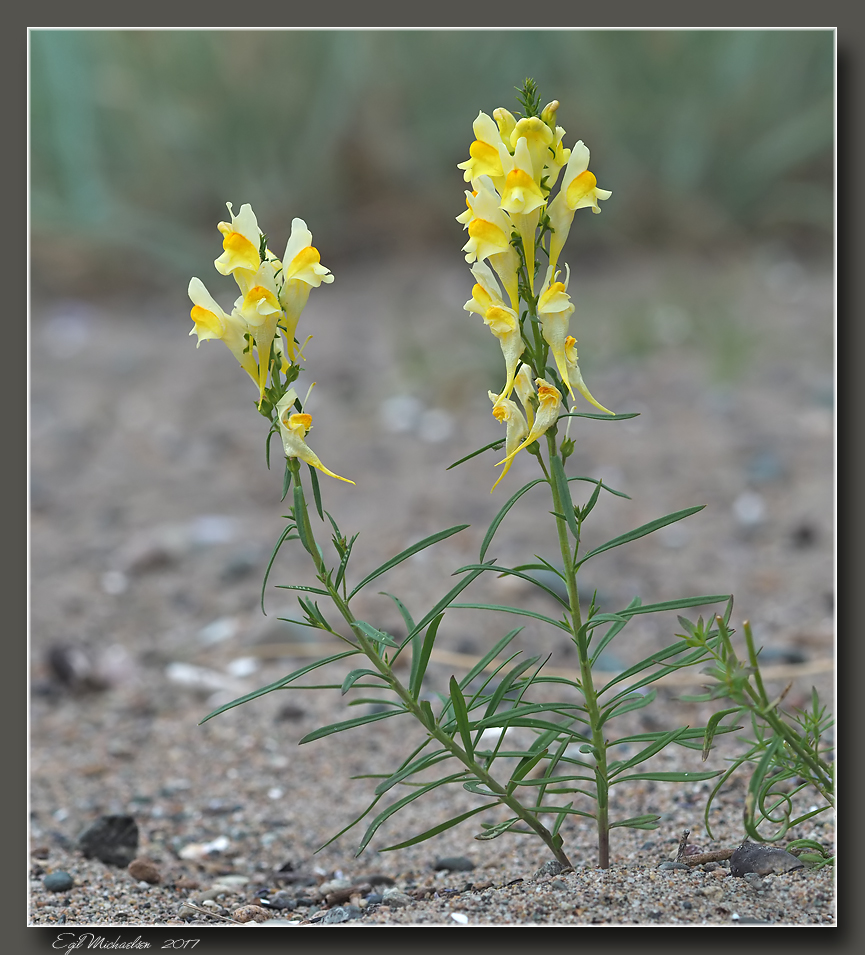 Torskemunn (Linaria vulgaris)